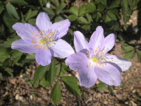 /album/fotogalerie-nabidka/anemone-nemorosa-robinsoniana-jpg/